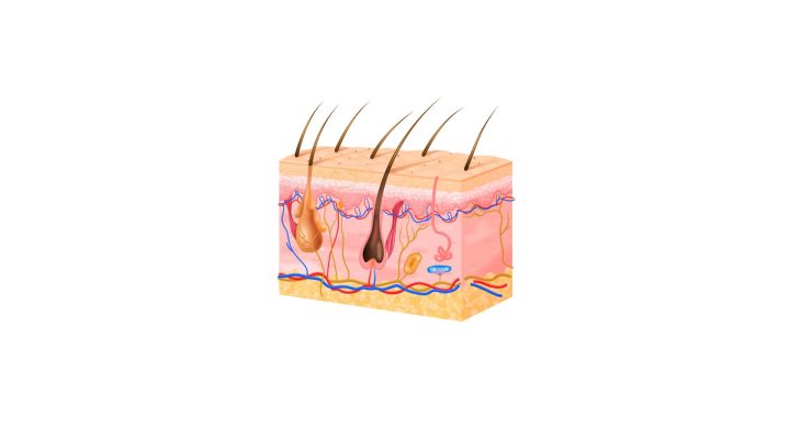 Schéma anatomique de la peau humaine montrant les follicules pileux et les phases de croissance du poil, utilisé pour expliquer le fonctionnement de l’épilation laser.